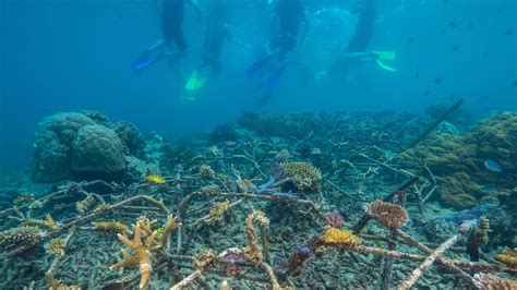 The Magic of Coral Pontoon: A Natural Wonder